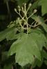 Alisier des bois, Alisier torminal, Alouchier Sorbus torminalis (L.) Crantz, 1763