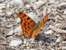 Gamma (Le), Robert-le-diable (Le), C-blanc (Le), D Polygonia c-album (Linnaeus, 1758)