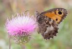 Agreste (L') Hipparchia semele (Linnaeus, 1758)
