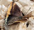 Nymphale de l'Arbousier (La), Jason (Le), Pacha à  Charaxes jasius (Linnaeus, 1767)
