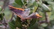 Nymphale de l'Arbousier (La), Jason (Le), Pacha à  Charaxes jasius (Linnaeus, 1767)
