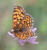 Mélitée du Mélampyre (La), Damier Athalie (Le) Melitaea athalia (Rottemburg, 1775)