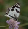 Echiquier ibérique (L'), Échiquier d'Ibérie (L') Melanargia lachesis (Hübner, 1790)