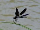 Caloptéryx éclatant Calopteryx splendens (Harris, 1780)