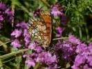  Melitaea Fabricius, 1807