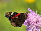 Vulcain (Le), Amiral (L'), Vanesse Vulcain (La), C Vanessa atalanta (Linnaeus, 1758)
