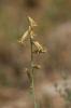 Dipcadi tardif Dipcadi serotinum (L.) Medik., 1790