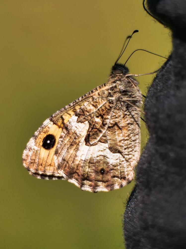 Le Agreste (L') Hipparchia semele (Linnaeus, 1758)