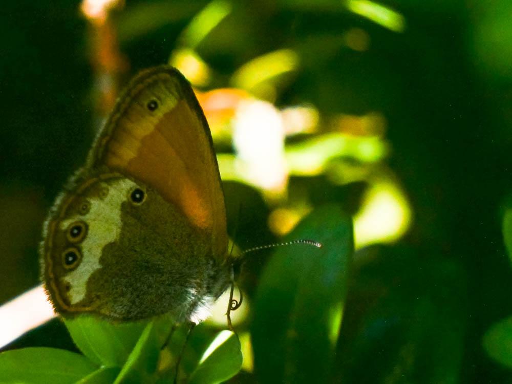 Le Céphale (Le), Arcanie (L') Coenonympha arcania (Linnaeus, 1760)
