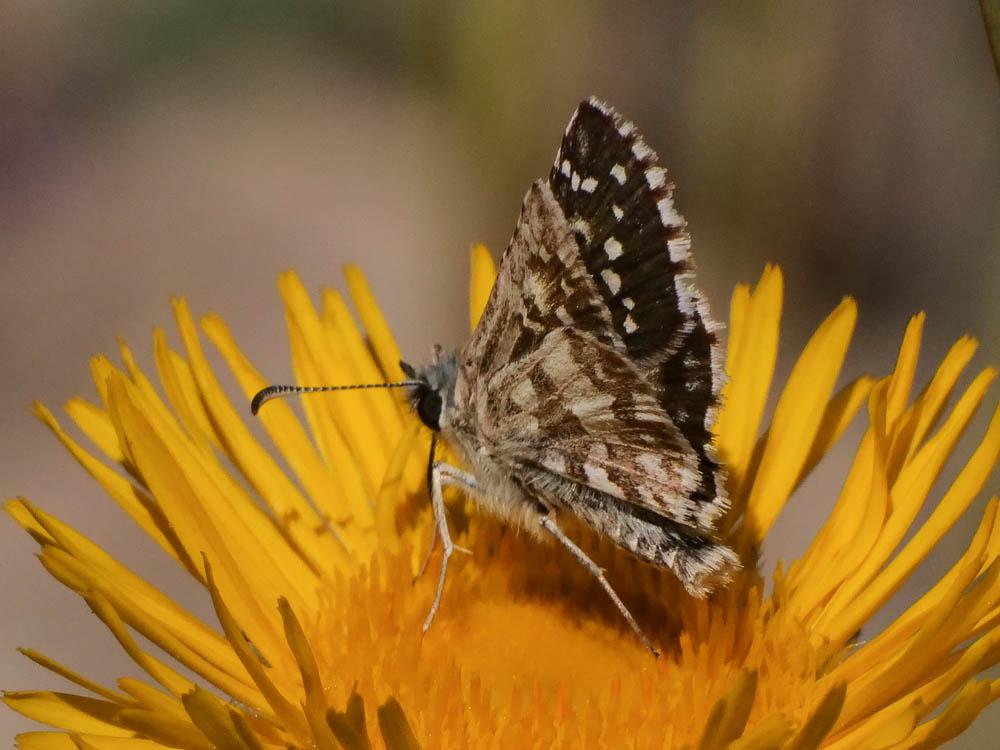 Hespérie de la Malope (L'), Vergeté (Le) Pyrgus onopordi (Rambur, 1839)