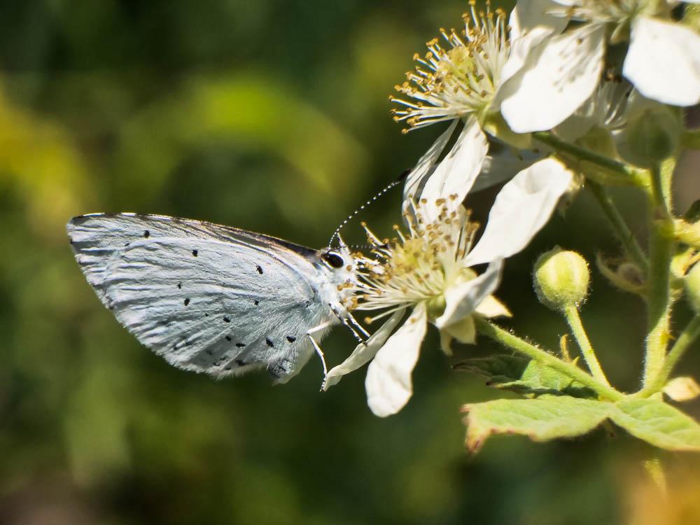 Azuré des Nerpruns (L'), Argus à bande noire (L'), Celastrina argiolus (Linnaeus, 1758)