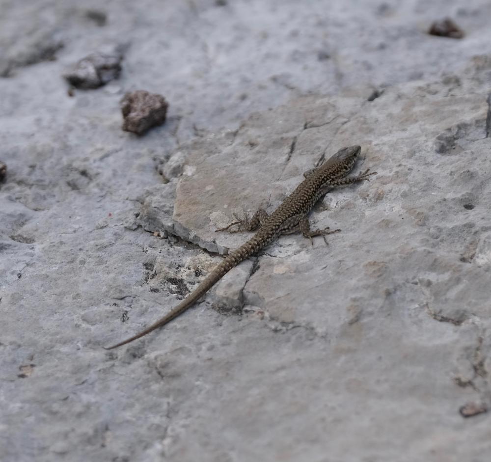 Lézard catalan Podarcis liolepis (Boulenger, 1905)