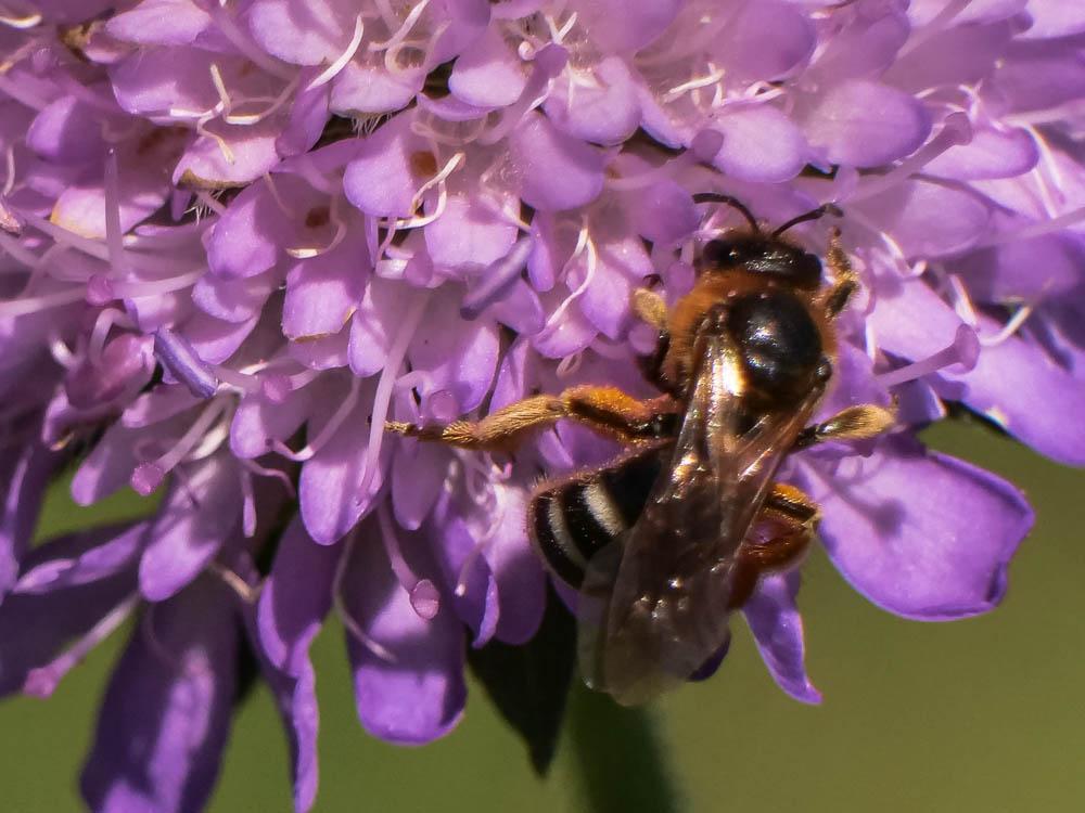 Lasioglossum xanthopus (Kirby, 1802)