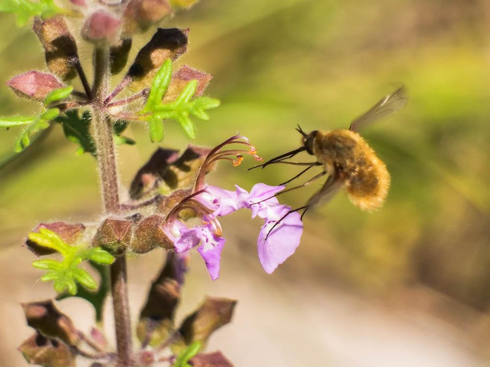 Bombylius Linnaeus, 1758