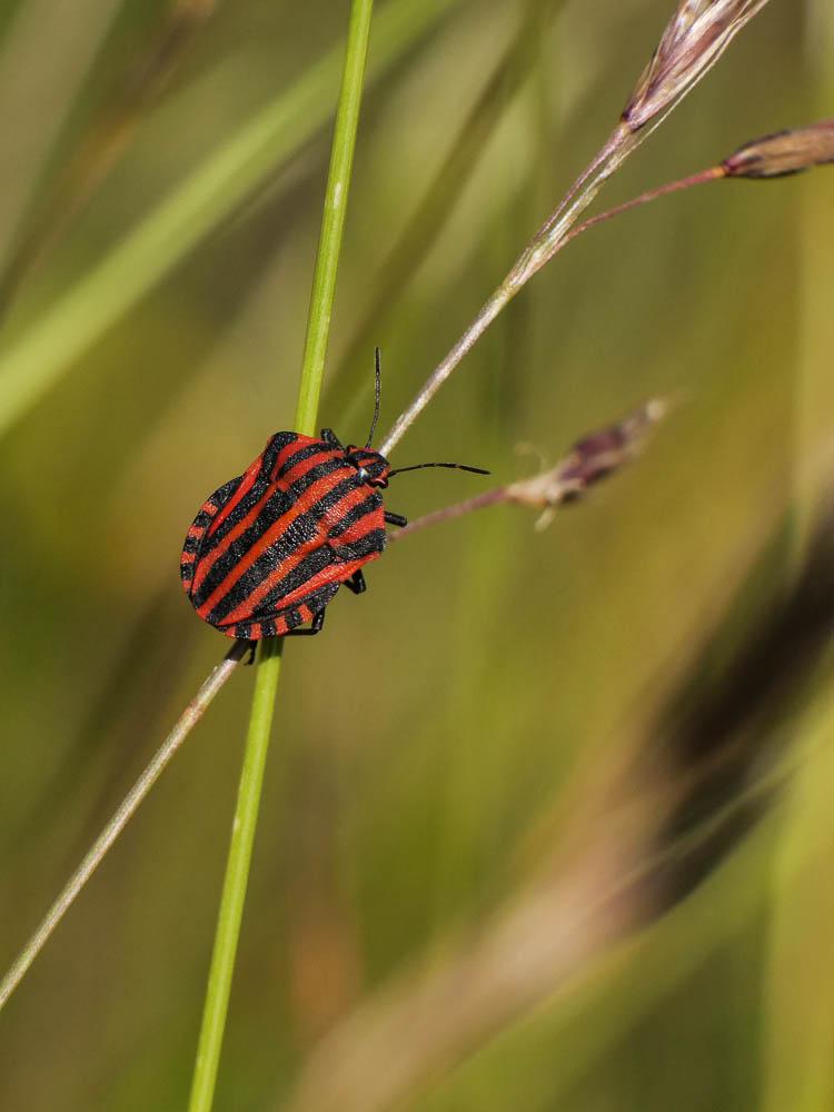 Punaise arlequin Graphosoma italicum (O.F. Müller, 1766)