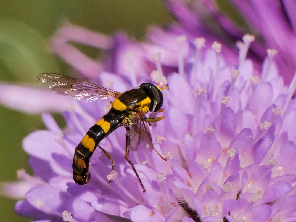  Sphaerophoria scripta (Linnaeus, 1758)