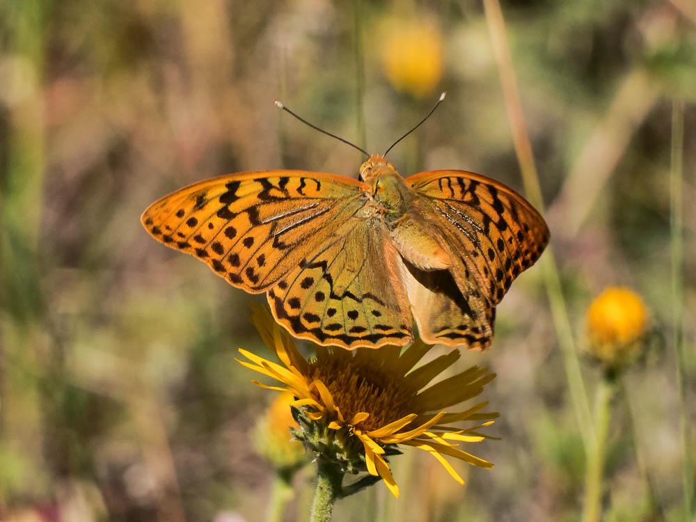 Le Cardinal (Le), Pandora (Le), Nacré turquoise (Le) Argynnis pandora (Denis & Schiffermüller, 1775)