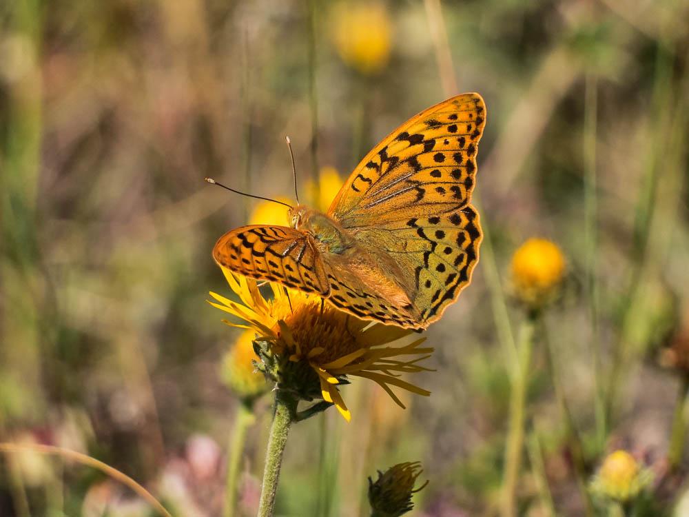 Le Cardinal (Le), Pandora (Le), Nacré turquoise (Le) Argynnis pandora (Denis & Schiffermüller, 1775)