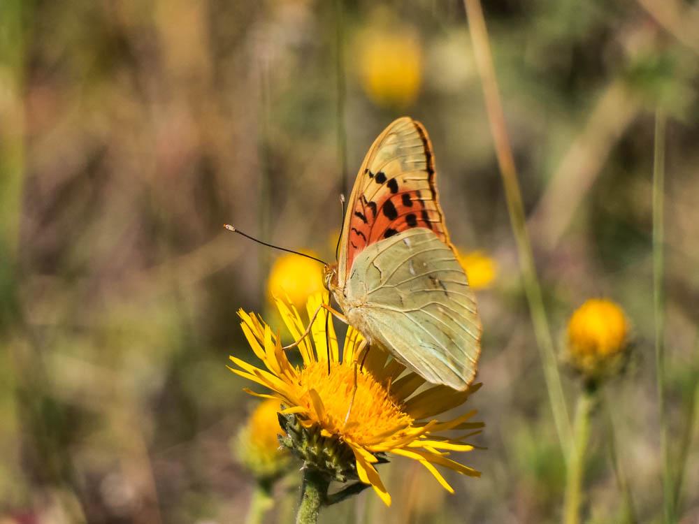 Cardinal (Le), Pandora (Le), Nacré turquoise (Le) Argynnis pandora (Denis & Schiffermüller, 1775)