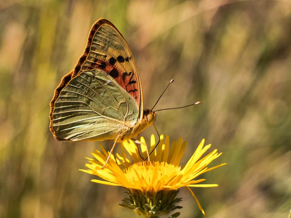 Cardinal (Le), Pandora (Le), Nacré turquoise (Le) Argynnis pandora (Denis & Schiffermüller, 1775)