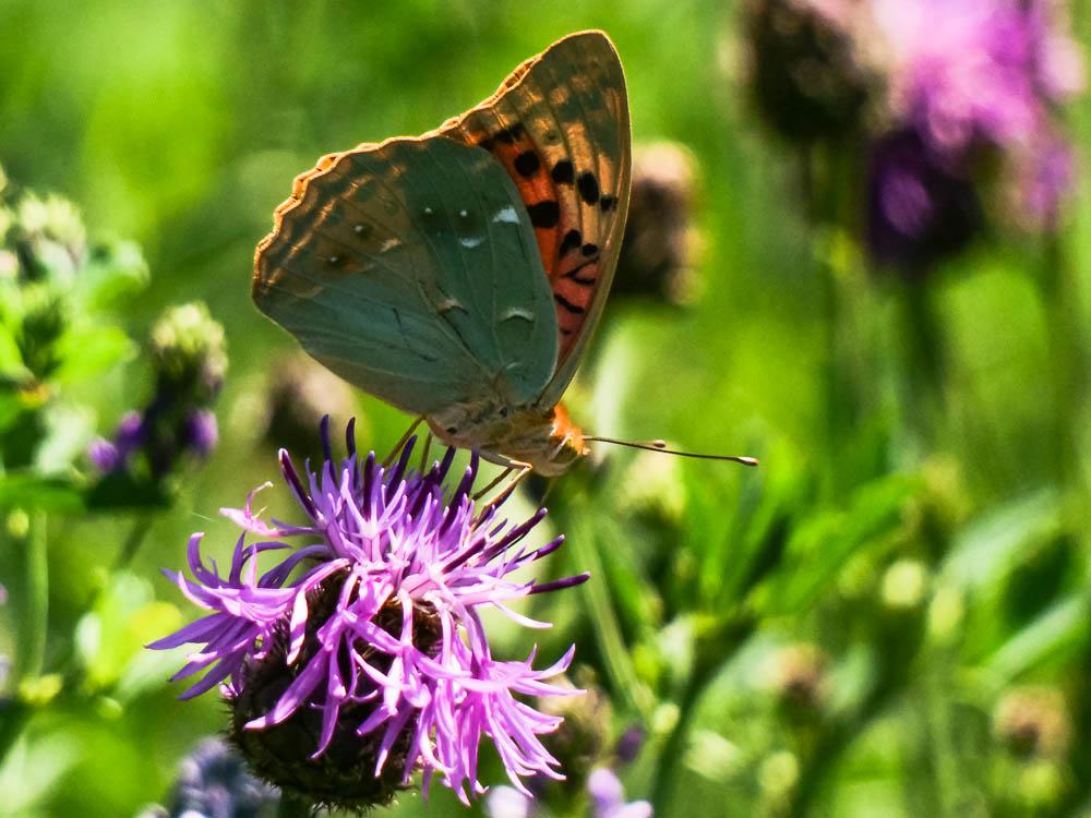 Cardinal (Le), Pandora (Le), Nacré turquoise (Le) Argynnis pandora (Denis & Schiffermüller, 1775)