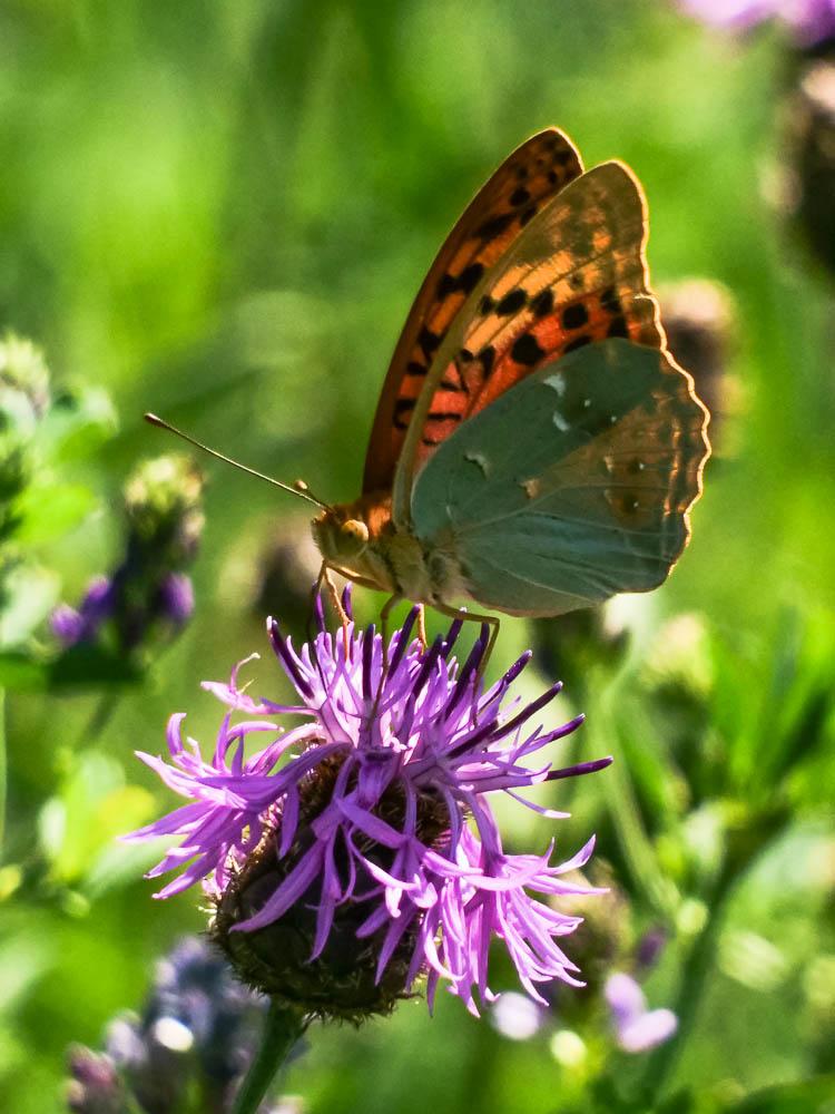 Cardinal (Le), Pandora (Le), Nacré turquoise (Le) Argynnis pandora (Denis & Schiffermüller, 1775)