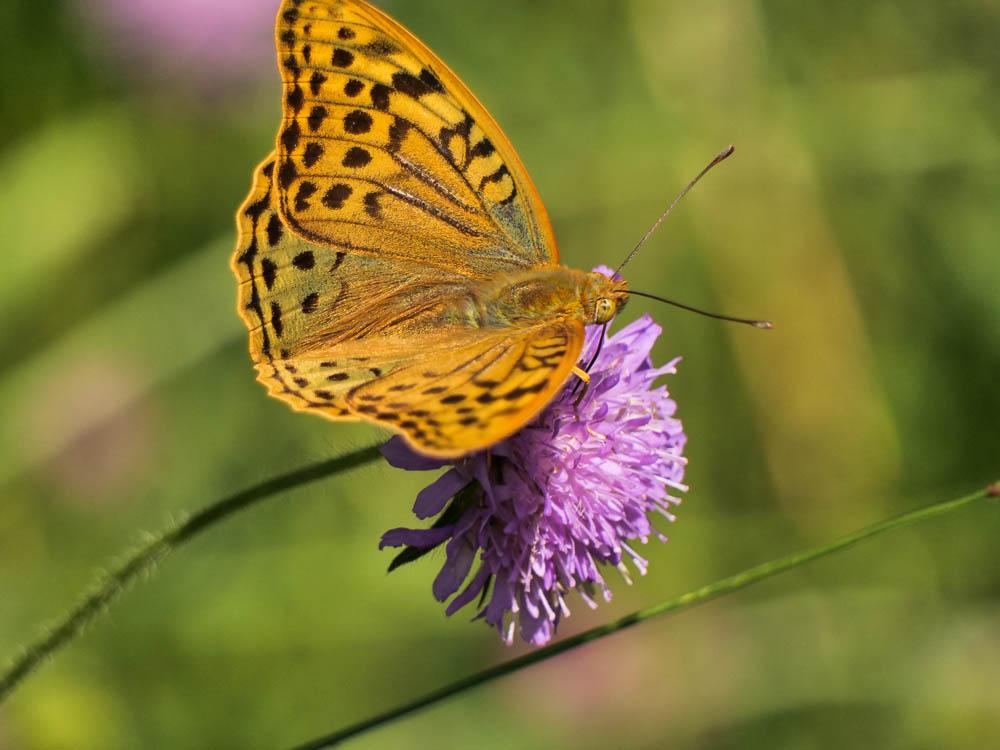 Cardinal (Le), Pandora (Le), Nacré turquoise (Le) Argynnis pandora (Denis & Schiffermüller, 1775)