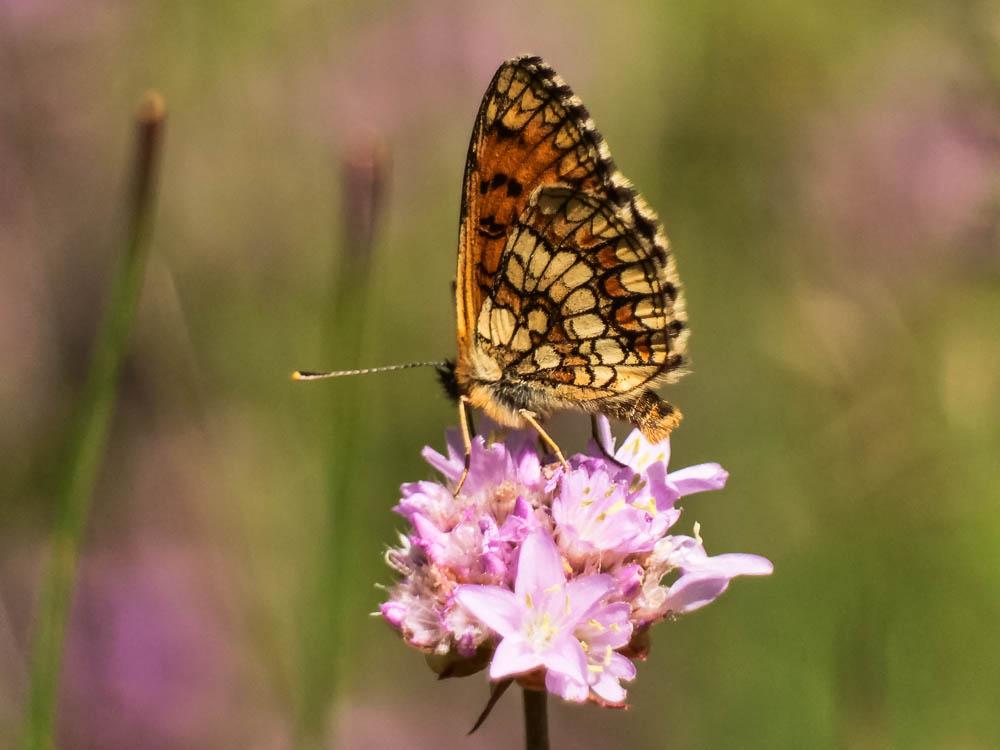 La Mélitée du Mélampyre (La), Damier Athalie (Le) Melitaea athalia (Rottemburg, 1775)