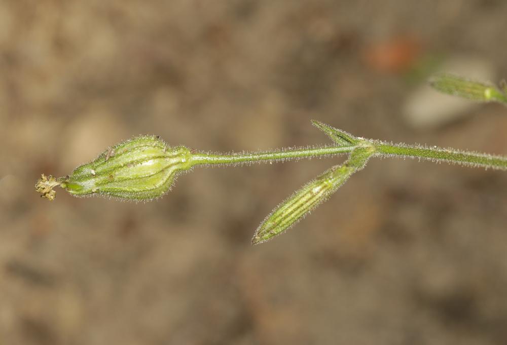 Silène à fleurs vertes Silene viridiflora L., 1762