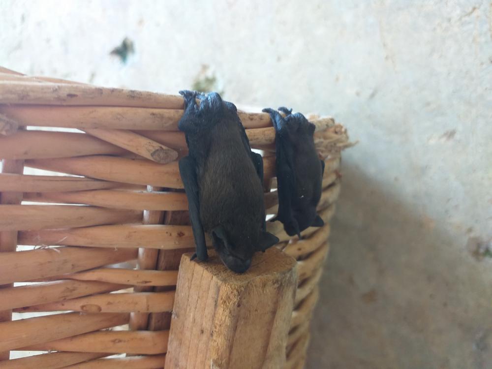 Pipistrelle commune Pipistrellus pipistrellus (Schreber, 1774)