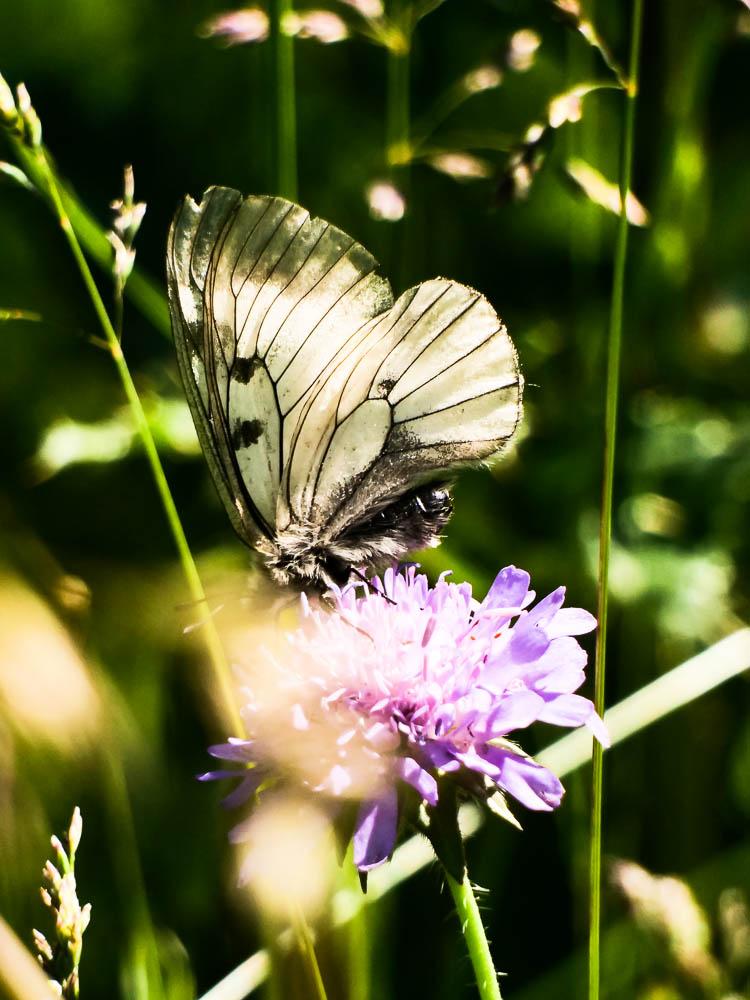 Semi-Apollon (Le) Parnassius mnemosyne (Linnaeus, 1758)