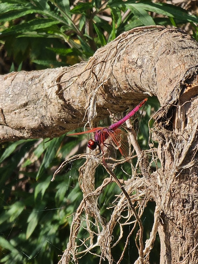 Trithémis annelé (Le) Trithemis annulata (Palisot de Beauvois, 1807)