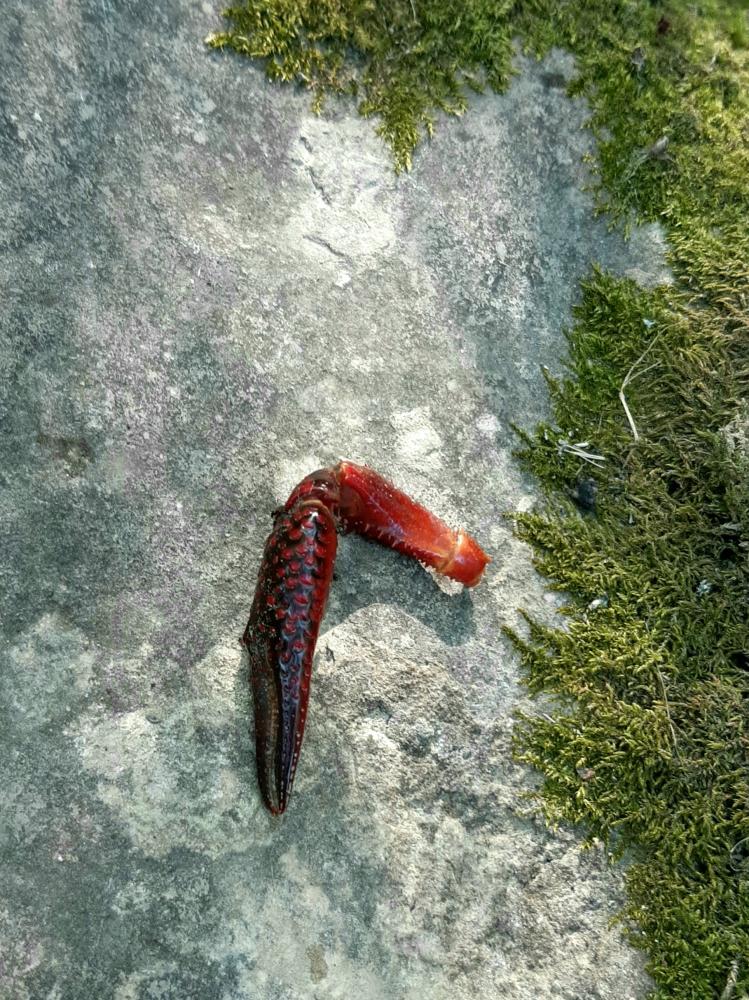 Écrevisse de Louisiane (L'), Écrevisse rouge de Lo Procambarus clarkii (Girard, 1852)