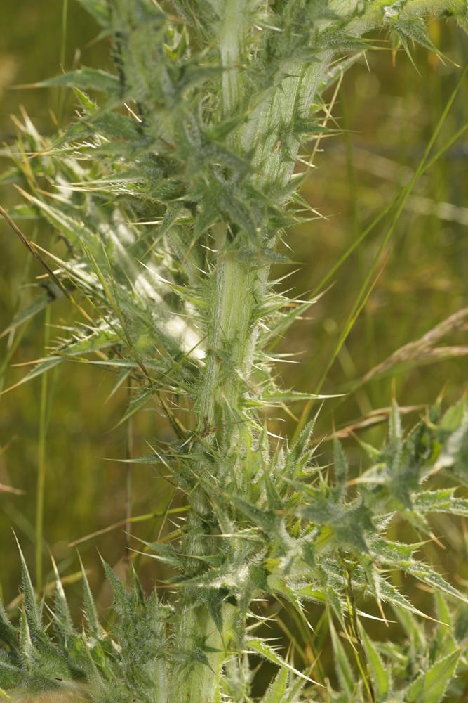 Chardon penché Carduus nutans L., 1753