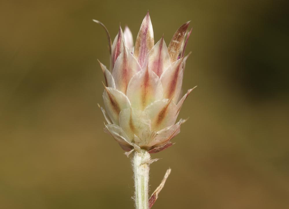 Immortelle à fleurs fermées Xeranthemum inapertum (L.) Mill., 1768