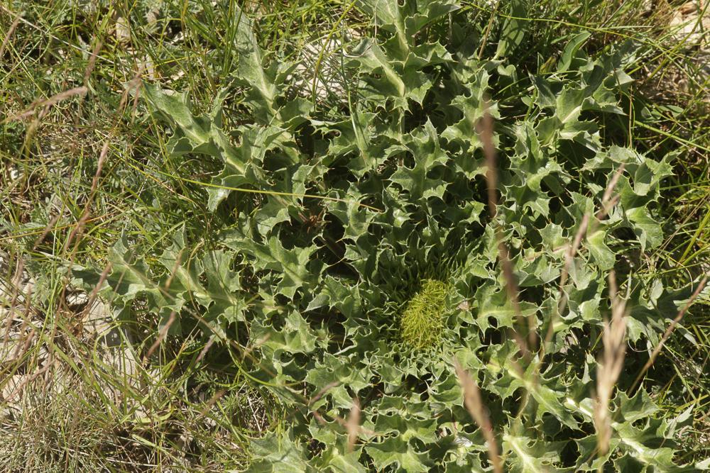 Carline à feuilles d'acanthe, Chardousse, Cardabel Carlina acanthifolia All., 1773