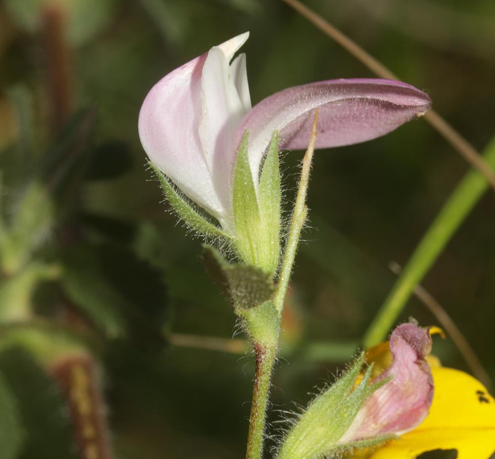 Bugrane épineuse, Arrête-boeuf Ononis spinosa L., 1753