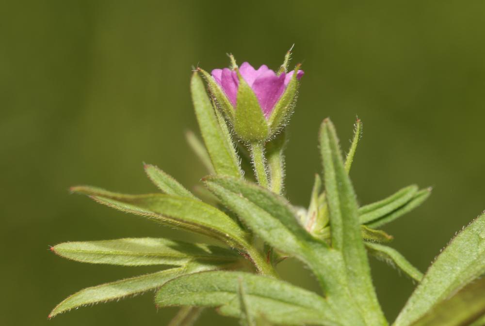 Géranium fluet, Géranium à tiges grêles Geranium pusillum L., 1759