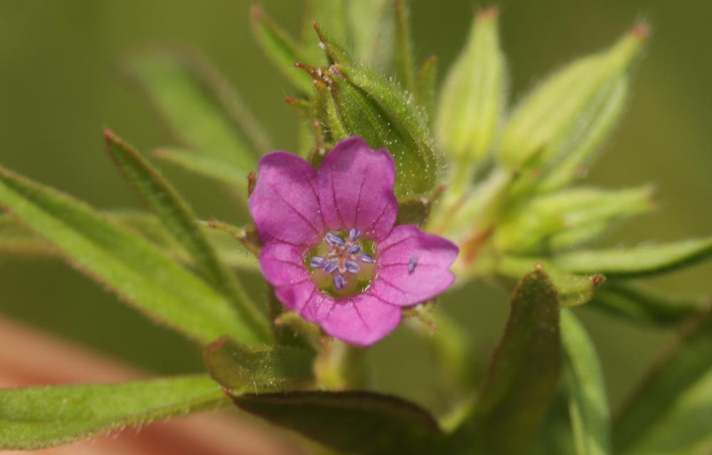 Géranium fluet, Géranium à tiges grêles Geranium pusillum L., 1759