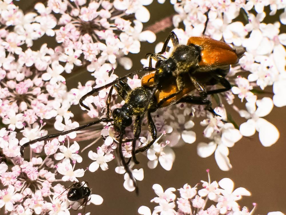 Lepture fauve Stictoleptura fulva (De Geer, 1775)