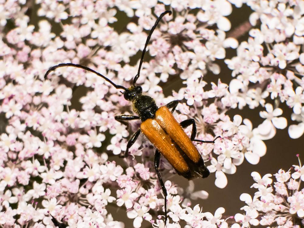 Lepture fauve Stictoleptura fulva (De Geer, 1775)