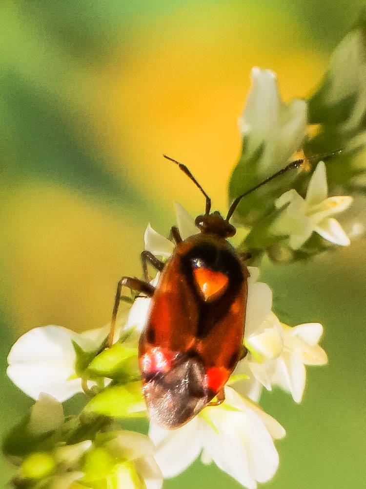 Deraeocoris ruber (Linnaeus, 1758)