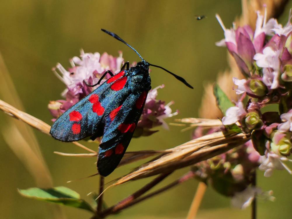 Zygène du Pied-de-Poule (La), Zygène des Lotiers ( Zygaena filipendulae (Linnaeus, 1758)