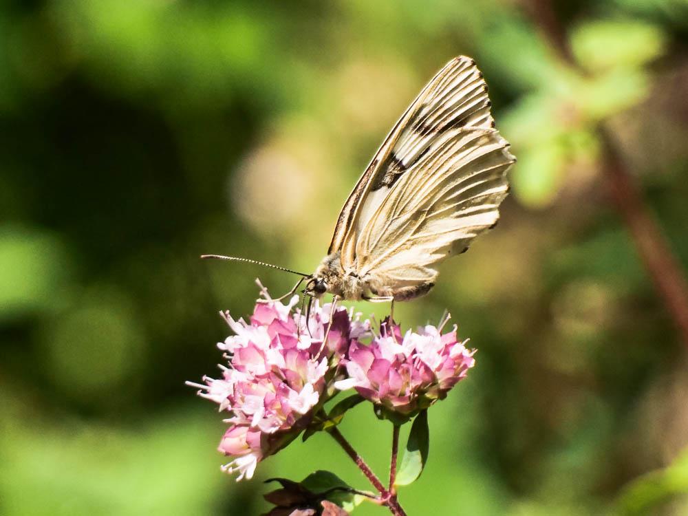 Demi-Deuil (Le), Échiquier (L'), Échiquier commun  Melanargia galathea (Linnaeus, 1758)