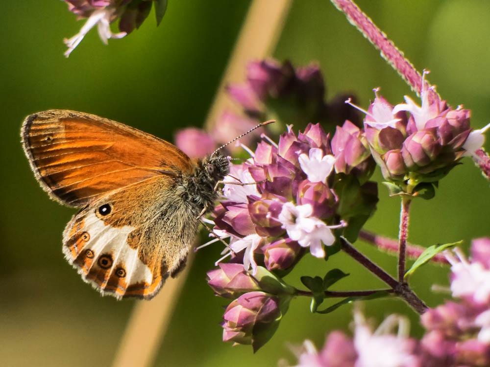 Céphale (Le), Arcanie (L') Coenonympha arcania (Linnaeus, 1760)