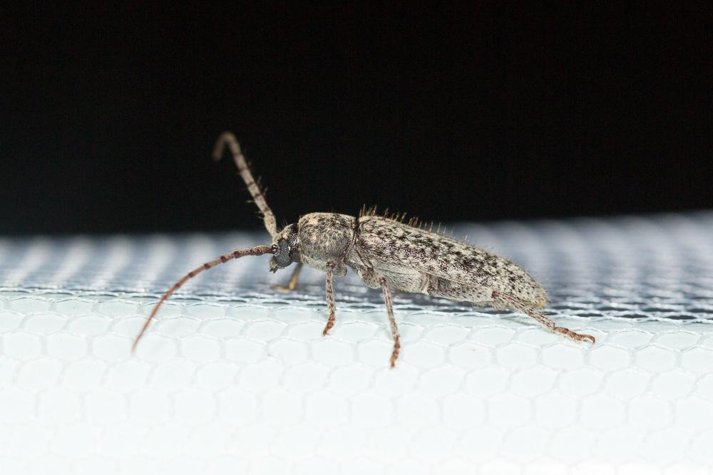 Trichoferus fasciculatus (Faldermann, 1837)