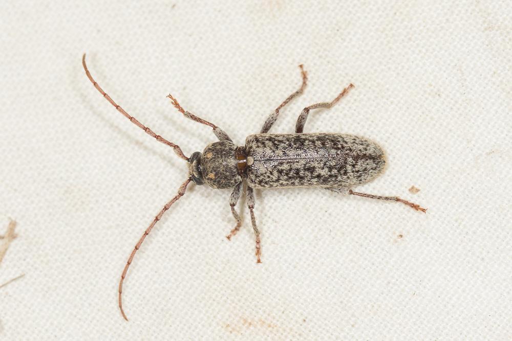 Trichoferus fasciculatus (Faldermann, 1837)