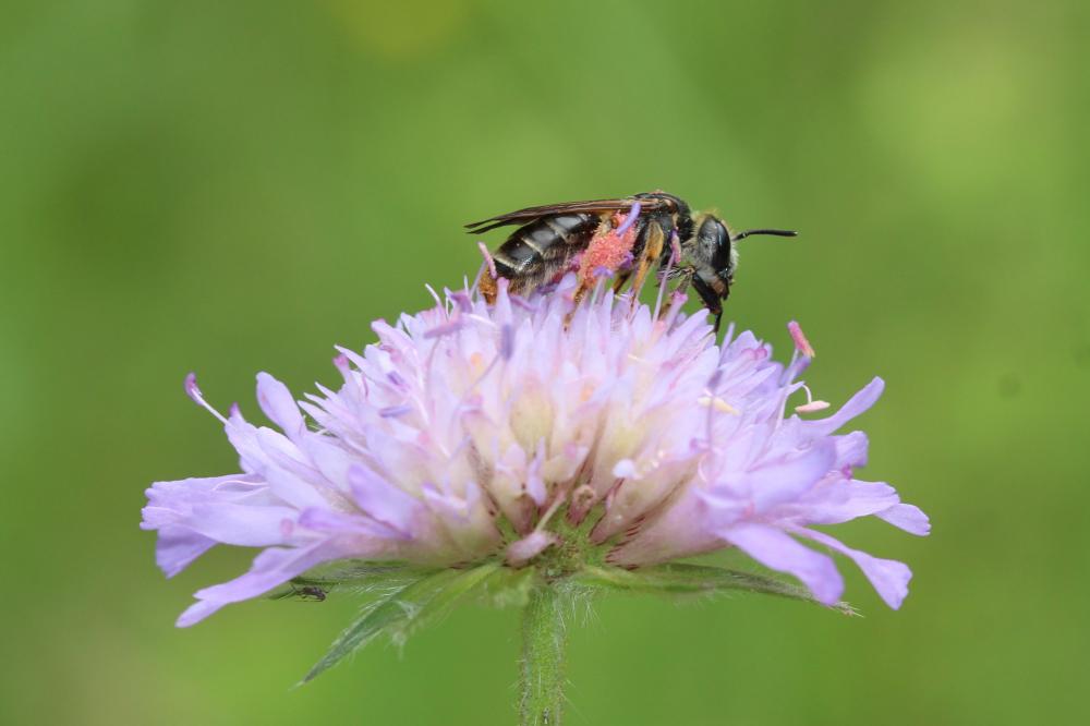 Andrène de la scabieuse Andrena hattorfiana (Fabricius, 1775)