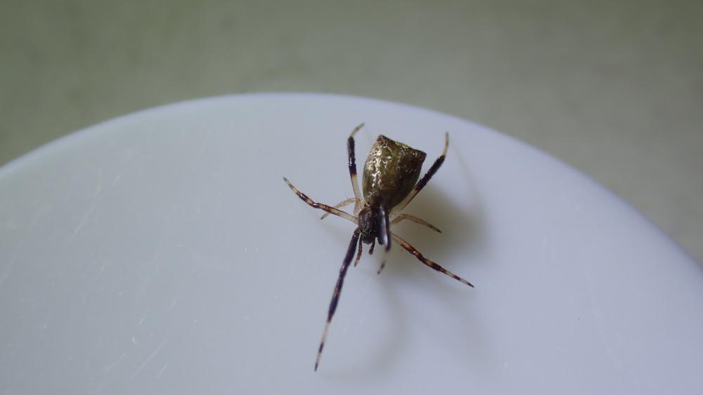 Épisine tronqué Episinus truncatus Latreille, 1809