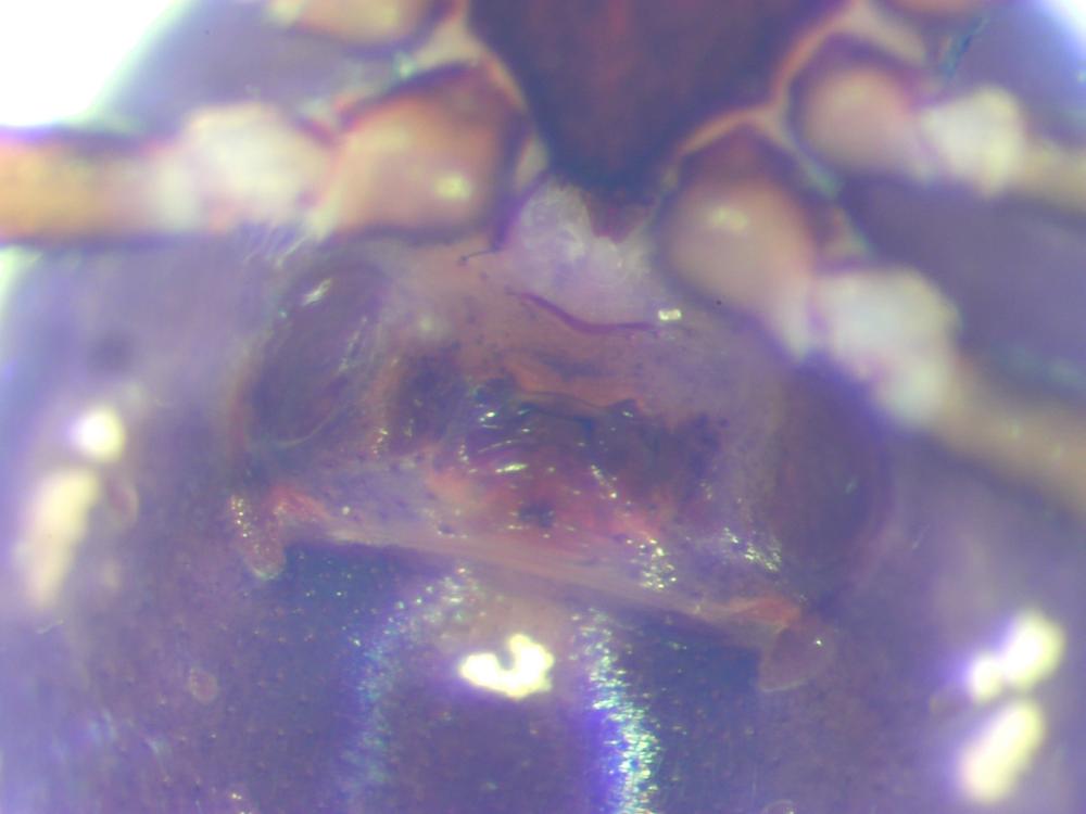  Crustulina scabripes Simon, 1881